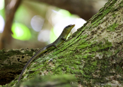 Emoia samoensis