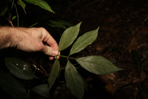 Image of Sambucus australasica by (c) Greg Tasney, some rights reserved (CC BY-SA)