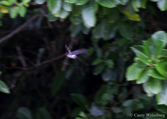 Aerodramus spodiopygius spodiopygius