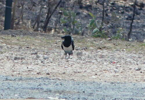 Pied Crow