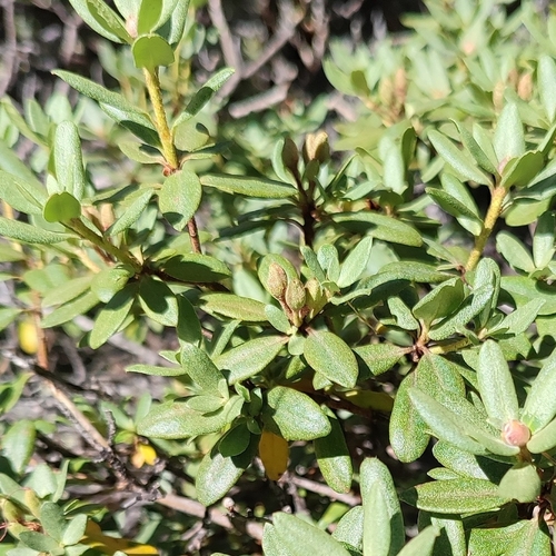 Image of Rhododendron adamsii by (c) Egor Dyukarev, some rights reserved (CC BY)