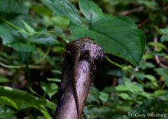 Emoia samoensis