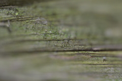 Chaenotheca brunneola