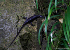 Emoia nigra