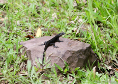 Emoia nigra