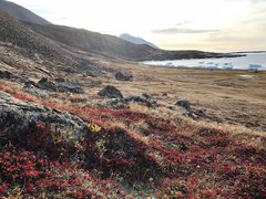 Vaccinium uliginosum