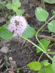 Mentha aquatica — photo 3