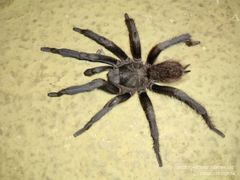 Vitalius nondescriptus