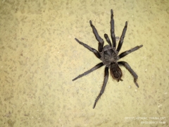 Vitalius nondescriptus