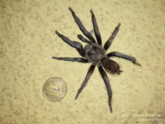 Vitalius nondescriptus