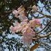 Tabebuia - Photo (c) Nelson Wisnik, some rights reserved (CC BY-NC), uploaded by Nelson Wisnik