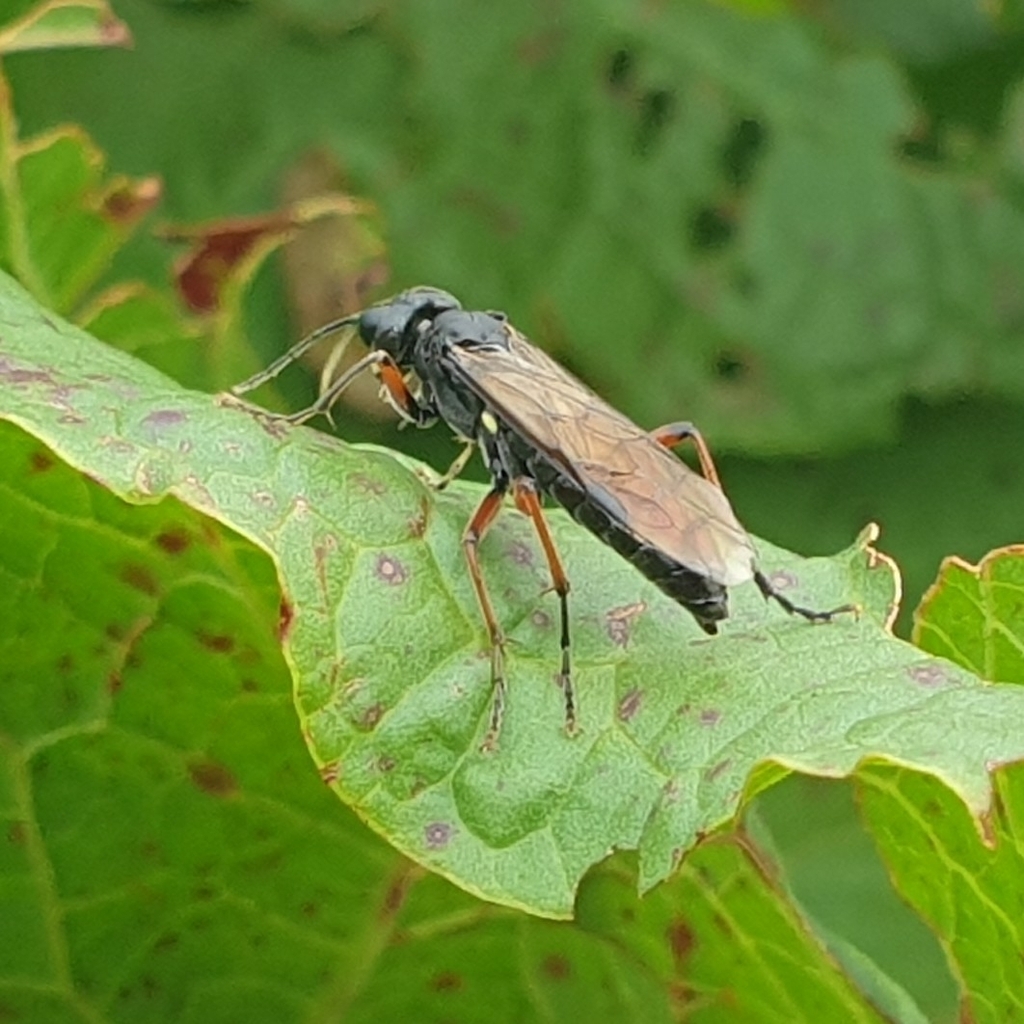 Bistort Tenthredo