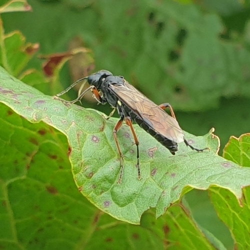 Bistort Tenthredo