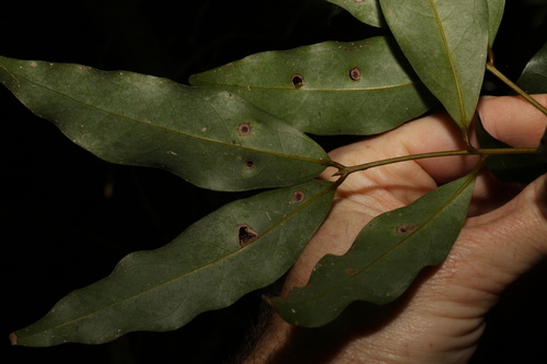 Image of Cinnamomum oliveri by (c) Greg Tasney, some rights reserved (CC BY-SA)