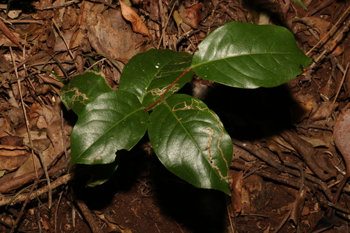 Image of Celastrus subspicatus by (c) Greg Tasney, some rights reserved (CC BY-SA)