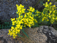Patrinia rupestris