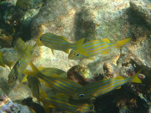 Brachygenys chrysargyrea