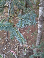 Abies vejarii