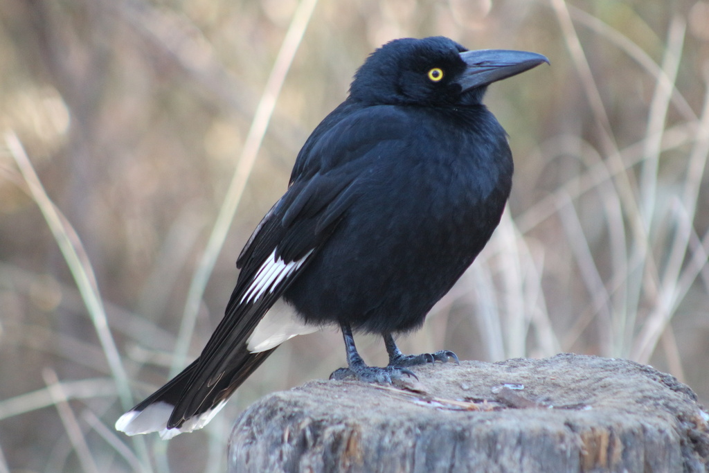 Pied Currawong photo