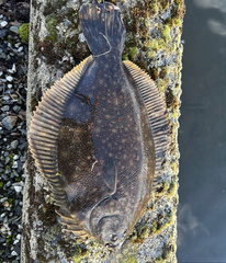 Black Flounder photo 2
