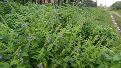 Salvia stachydifolia