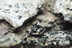 Hysterium angustatum