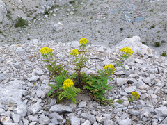Patrinia rupestris