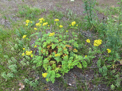 Patrinia rupestris