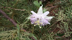 Passiflora tucumanensis