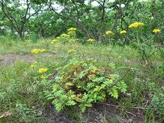 Patrinia rupestris