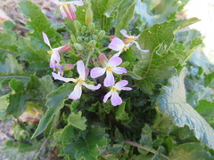 Raphanus sativus raphanistroides