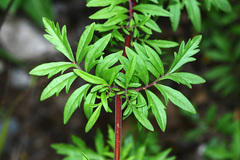 Patrinia rupestris