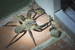 Phoneutria nigriventer