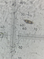 Hysterium angustatum