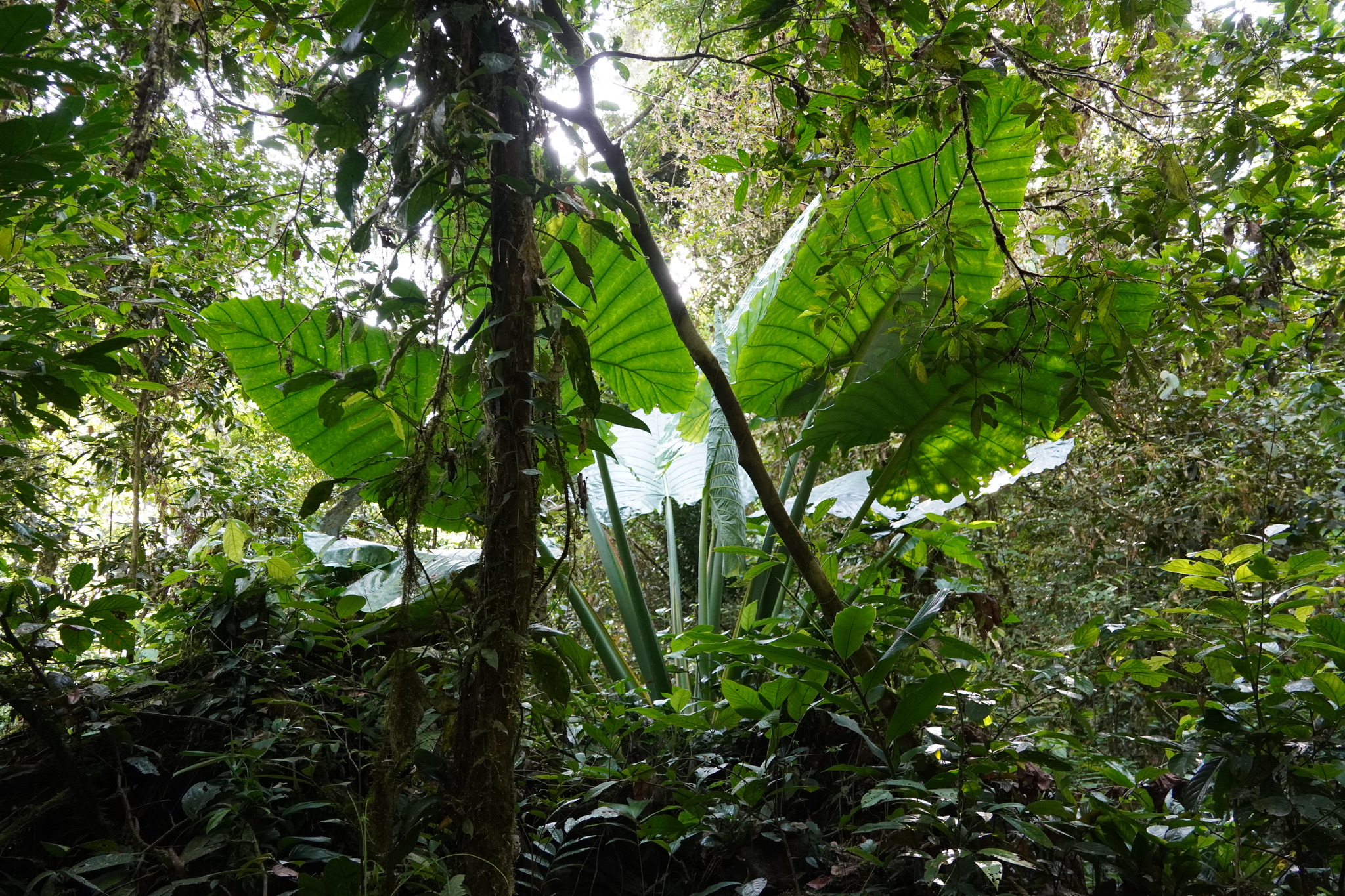 Alocasia robusta M.Hotta 4