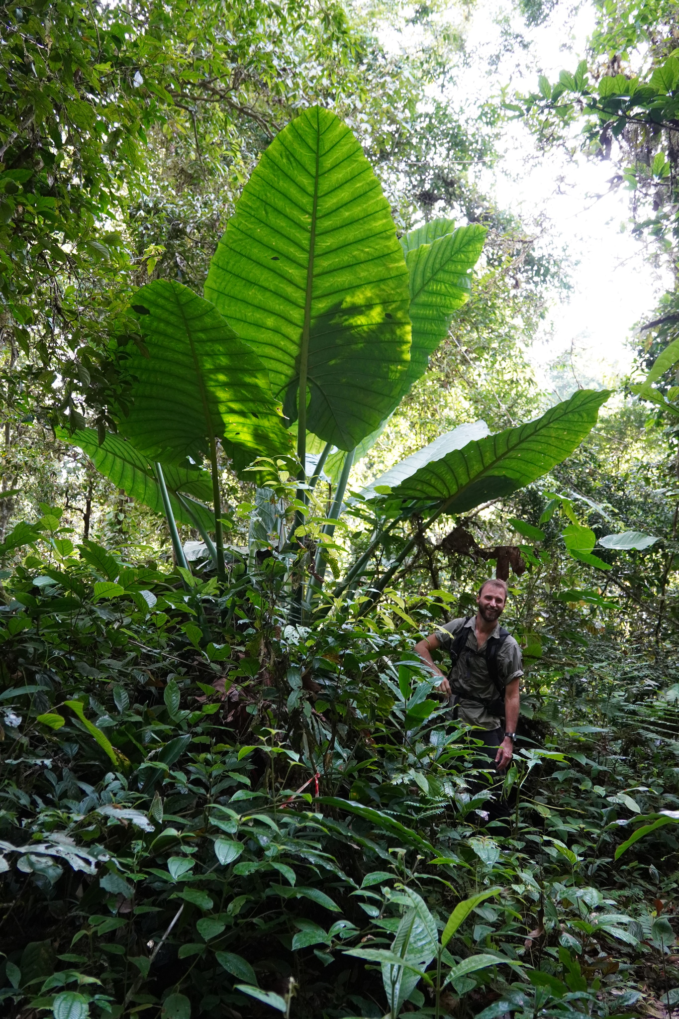 Alocasia robusta M.Hotta 3