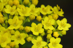 Patrinia rupestris