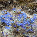 Chionocharis hookeri - Photo (c) Elizabeth Byers, some rights reserved (CC BY-NC), uploaded by Elizabeth Byers