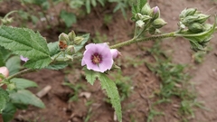 Sphaeralcea brevipes