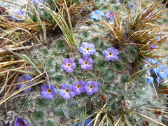 Chionocharis hookeri
