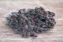 Parawixia bistriata