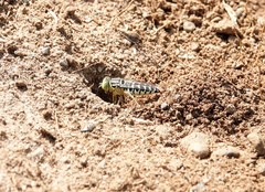 Stictia signata