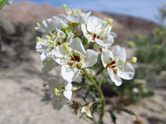 Chylismia claviformis claviformis