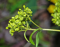 Patrinia rupestris