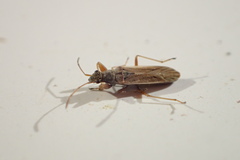 Paromius longulus