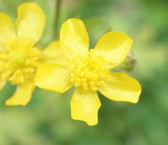 Ranunculus fascicularis