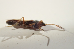 Paromius longulus