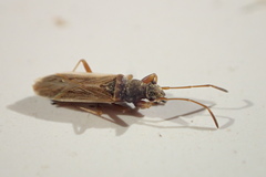 Paromius longulus