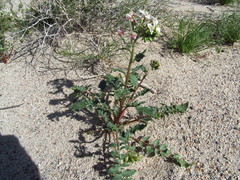 Chylismia claviformis claviformis
