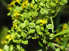 Patrinia rupestris